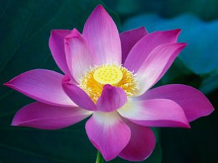 <b>Pink Lotus Flower</b>