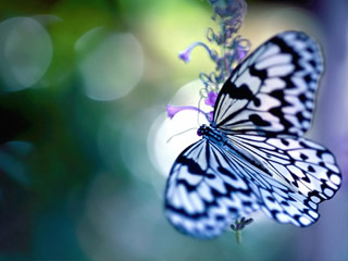 butterflies 480x320 wallpapers