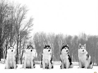 SIBERIAN HUSKY wallpaper for blackberry 9800