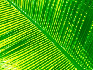 Palm leaf for 9780 wallpaper 480x360