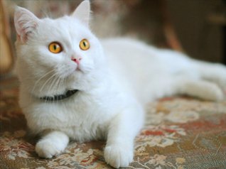 White Cat for Bold 9788 480x360 wallpaper