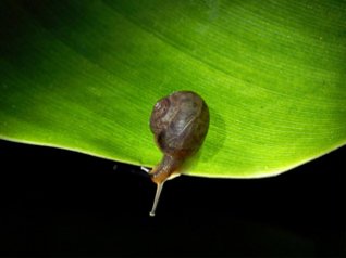 HD Snail wallpaper bb 9550