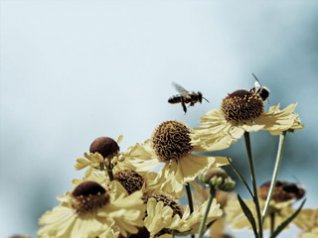 Bee HD blackberry 9930 wallpapers