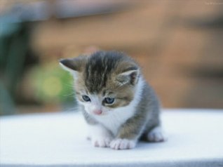 kittens wallpapers for bb bold 2 9780