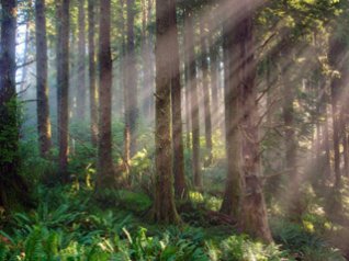 Cascade Head, Oregon Coast, Oregon