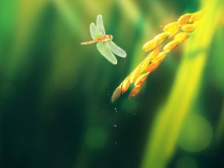 Dragonfly 480x320 wallpapers