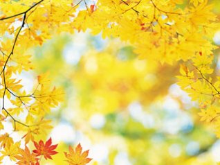 Yellow Maple Leaves - blackberry 9900 wallpaper