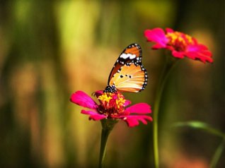 Butterfly on Carnation - cool landscapes wallpape