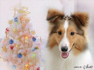 happy christmas dog 360x480 wallpaper