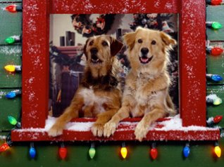 christmas dog pictures