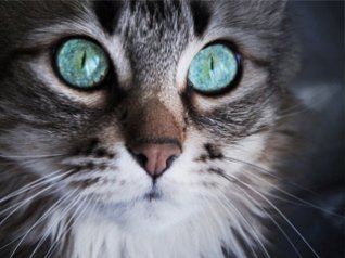 Terror Cat for 640x480 wallpapers download