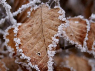 Frost-covered Leaves for bb 640x480 wallpapers
