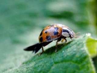 <b>Small insects for 360x480 hd wallpapers</b>