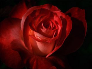 Red Rose for blackberry 9630 wallpaper