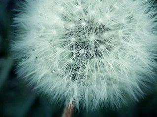 Dandelion 360x480 hd picture