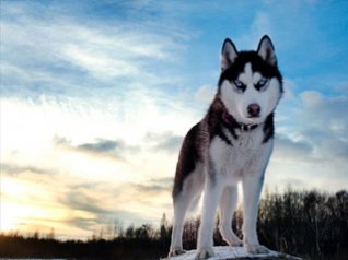 Snow Wolf 9780 wallpaper