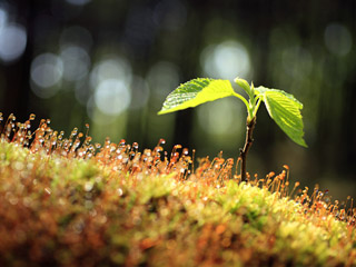 <b>Saplings 360x480 hd photos</b>