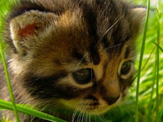 <b>HD Kitten in Grass wallpaper</b>