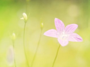 Pink Flowers wallpapers