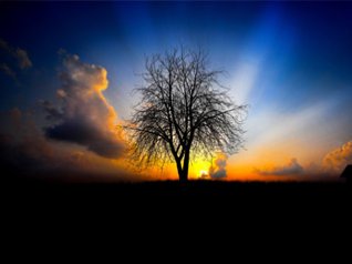 Sunset with Tree for blackberry bold wallpapers