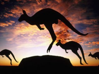 <b>Jumping Kangaroos</b>