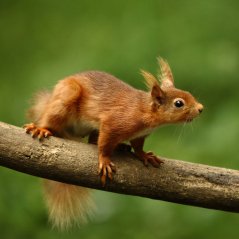 <b>HD Squirrel wallpaper</b>