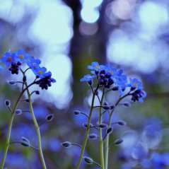 <b>Myosotis sylvatica HD wallpaper</b>