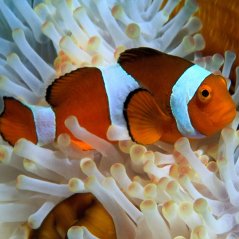 <b>Cute Clownfish for Blackberry 10 Phone</b>