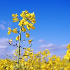 <b>Canola flower wallpaper</b>