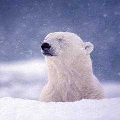 Polar bear for bb10 wallpaper