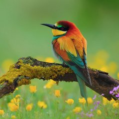 Beautiful bird wallpaper