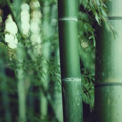 Bamboo HD wallpaper