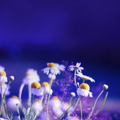 Beautiful Chamomile Flowers