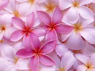 <b>Pink Colors flower wallpaper</b>