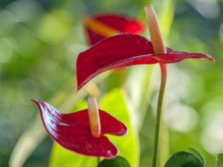 <b>anthurium Hd wallpaper</b>