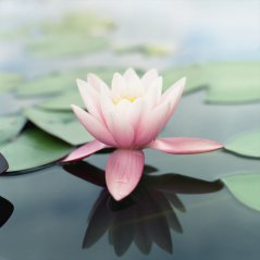 Lotus HD wallpaper