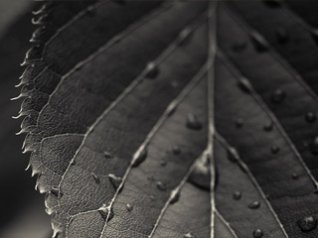 Leaf wallpaper