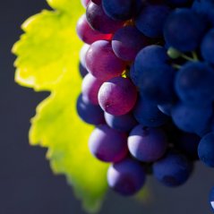 <b>Grapes HD wallpaper</b>