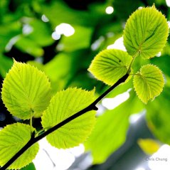 Hong Kong Park greenery wallpaper