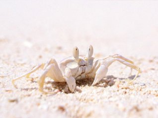 <b>Beach Crab for 8900 curve wallpaper</b>