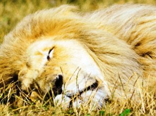 <b>Arrogant beast - sleeping lion for blackberry wal</b>