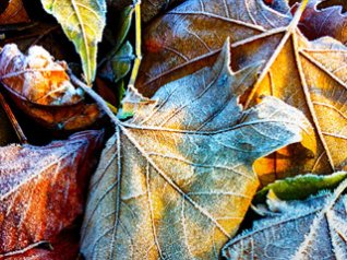 Dry leaves wallpaper