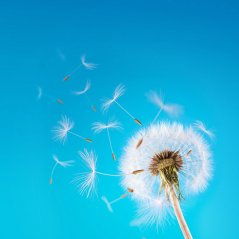 <b>Blue HD Dandelion wallpaper</b>