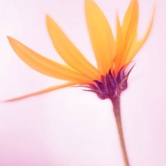 <b>FLOWER - Windows 8.1 RTM wallpaper</b>