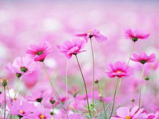 <b>Pink flower wallpaper</b>