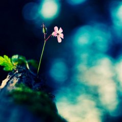 Flowers Rocks Fuzzy Green