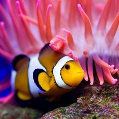 <b>Clownfish for blackberry 10 wallpaper</b>