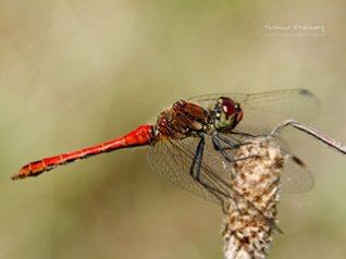 <b>Dragonfly wallpaper</b>