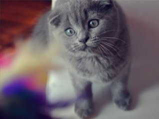 <b>Scottish Fold wallpapers free download</b>