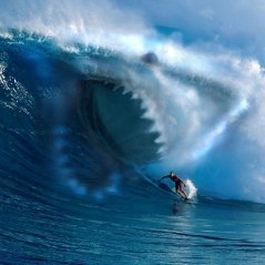 <b>Shark Wave Water Surfing Ocean wallpaper</b>